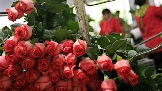Cultivo de Rosas para Exportación - TvAgro por Juan Gonzalo Angel
