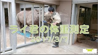 【天王寺動物園】ライ君の体重測定170307