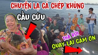 Chuyện lạ An Giang 👉 Cá Chép Khủng cầu cứu - thả rồi quay lại Cảm Ơn Sư Cô cùng Đoàn | Châu Phú Area