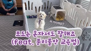 [방문교육 브이로그 #1] 강아지 분리불안 교육, 울타리 교육법 알려드려요 (with 이상민 훈련사님)