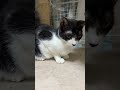 Cute cat video#kimpro828#funny#猫館