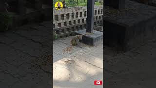 #monkey #Vanar #bandar #feedings (4)