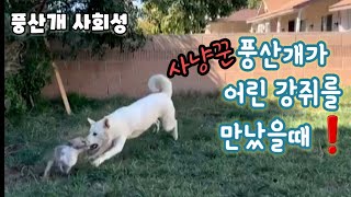 Attack of the Poongsan Dog!?_ When the Poongsan Dog meets a small puppy