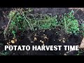 How Do You Know When Your Potatoes Are Ready to Harvest?