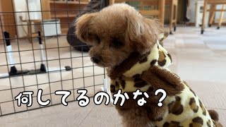 飼い主の作業が気になって仕方がないトイプードル