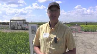 Canola School - Early Detection is Key in Clubroot Management