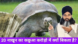 बीस नाख़ून वाला कछुआ करोड़ों में क्यों बिकता है || 20 Nakhun Ka Kachhua || Explained step by step