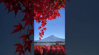 Spectacular Autumn 🍁🍂 view of Mt Fuji 🗻 in Kawaguchiko #japan #travel #autumn  #japantravel