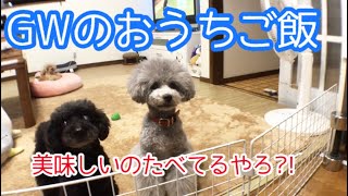 GWの今晩の愛犬ご飯🍚🐩 【トイプードル】【多頭飼い】【#トイプードルどりらぶかむ】