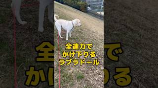 猛スピードでかけ下りる大型犬ラブラドールレトリバー #shorts #shortvideo #ラブラドールレトリバー