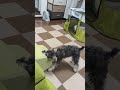 階段初心者 犬 miniatureschnauzer schnauzer puppy ミニチュアシュナウザー