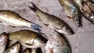 Ahmednagar fishing A. A. S