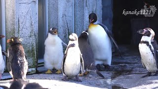 旭山動物園 キングペンギン45番。しつこい。-King Penguin #45