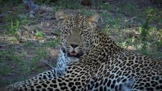 Leopard kill caught on camera - #safariLIVE