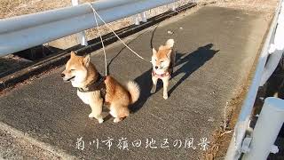 2022年2月26日夕方＿柴犬・夢と武のお散歩＿菊川市嶺田地区の風景