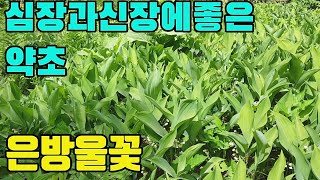 은방울꽃(영란)과나물들-신장병,심장병,심장내막염,심장판막증,부종,타박상에효능있는 산약초