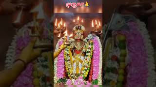 கடவுள் இருக்கிறார 🙏 | திருச்செந்தூர்  | சிக்கல் சிங்கார வேலன்| வேல் வாங்குதல் | திருமேனி வேற்கும்