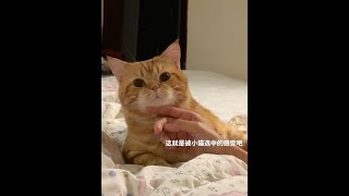 #记录猫咪日常 #猫咪 #我和我的猫 #这就是被小猫选中的感觉吧 #被猫猫治愈的瞬间