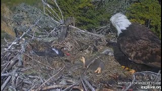 Sauces Canyon ~ Eaglet In Distress ~ Falls Over On Back ~ Finally Gets Up w/ SLO MO 4.11.19