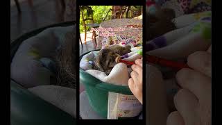 🦥 Meet the babies from Sloth Preschool!