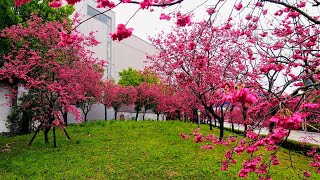 2022 2月21日 中科崴立櫻花公園 台中后里 Cherry Blossom in Central Taiwan 上集