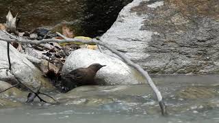 Brown Dipper (Cinclus pallasii)- Adult