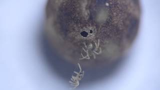 Cyrtarachne Spider Babies are Born! トリノフンダマシ（蜘蛛）幼体の孵化