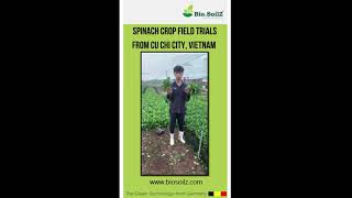 Bio.SoilZ Vietnam, Cu Chi City - Spinach Crop - Field Trials and Farmer Testimonial