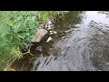 small stream wild brown trout tenryu rayz rz53ul Ручьевая форель на спиннинг