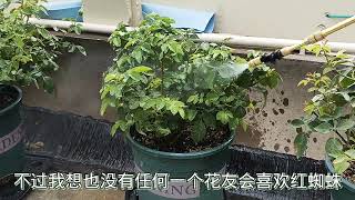 给月季花冲水预防红蜘蛛，效果还不错