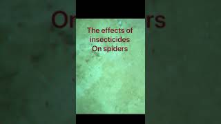 The effects of insecticides on spiders! Rizon pest Modesto ca.