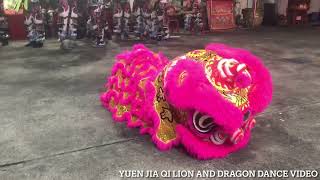 新加坡義興體育會 Singapore Ghee Heng Athletic Association Lion Dance Cai Qing Performance on the 29/12/22