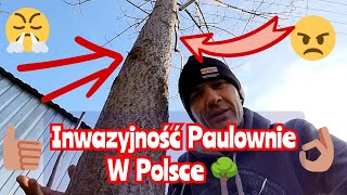 Drzewo paulownia. Inwazyjność paulownie w Polsce, uprawa w ogródku.