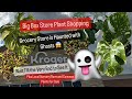 Big Box Store Plant Shopping Kroger Grocery Store New Rare Philodendron Plant Plus Local Nursery