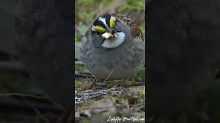 A White-throated sparrow happy to be back in Canada! 🤗🐦❤🥰