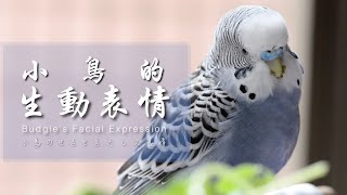 #177 快樂虎皮鸚鵡│虎皮鸚鵡與人類溝通的表情 Budgerigar / Budgie sounds / Parakeet singing セキセイインコ 鸚哥 蔬果 豌豆苗 小黃瓜 芭蕉 滋養丸