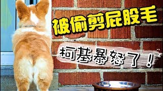 柯基一覺醒來發現屁股毛被剪了，當場發飆……誰讓你剪我屁毛？