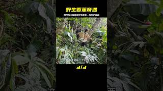 男孩和小雪上山收獲野生香蕉和香蕉花，兩人今天收獲再創新高 #荒野求生 #荒野独居 #求生挑战 #生存挑战 #荒野