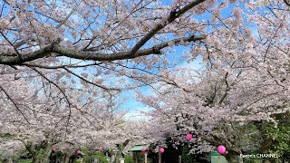 太田山公園の桜　一気に満開に （千葉県木更津市） 2023年3月24日