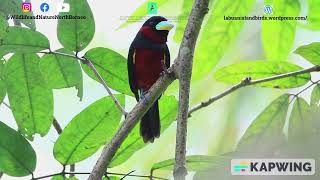 the Broadbill #wildlifebirding #birdsofinstagram #birdspecies #birds #broadbill #birdslover