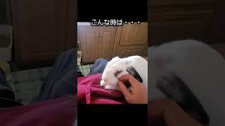 もう絶対に行かないでアピール 強ウサギ#bunny #rabbit #うさぎちゃん #うちのうさぎ #かわいい #うさぎとの生活 #うさぎさん #癒し #可愛い #うさぎや