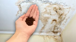 A Handful Is All You Need to Eliminate Mold and Mildew from Your Walls