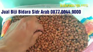 Jual Biji Bidara Asli Sidr Arab 0877.0044.9000