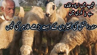 Goat vs sheep farm || Mundri sheep farm || Sheep farming in Pakistan