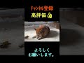 マウンティング柴犬