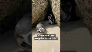 Curious Penguin in Simon‘s Town South Africa #southafrica #wildlife #adventure #travel #penguin