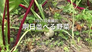 22.5.27菜園と鍼灸院