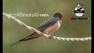 ສຽງຕໍນົກແອ່ນ#swallows sound