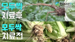 [한국농수산TV] PLS걱정싹~ 배추뿌리혹병 걸린 배추가 치료됐다!!