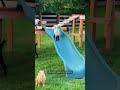 baby goats slide down slide farmanimals babygoats babygoat goats minigoats